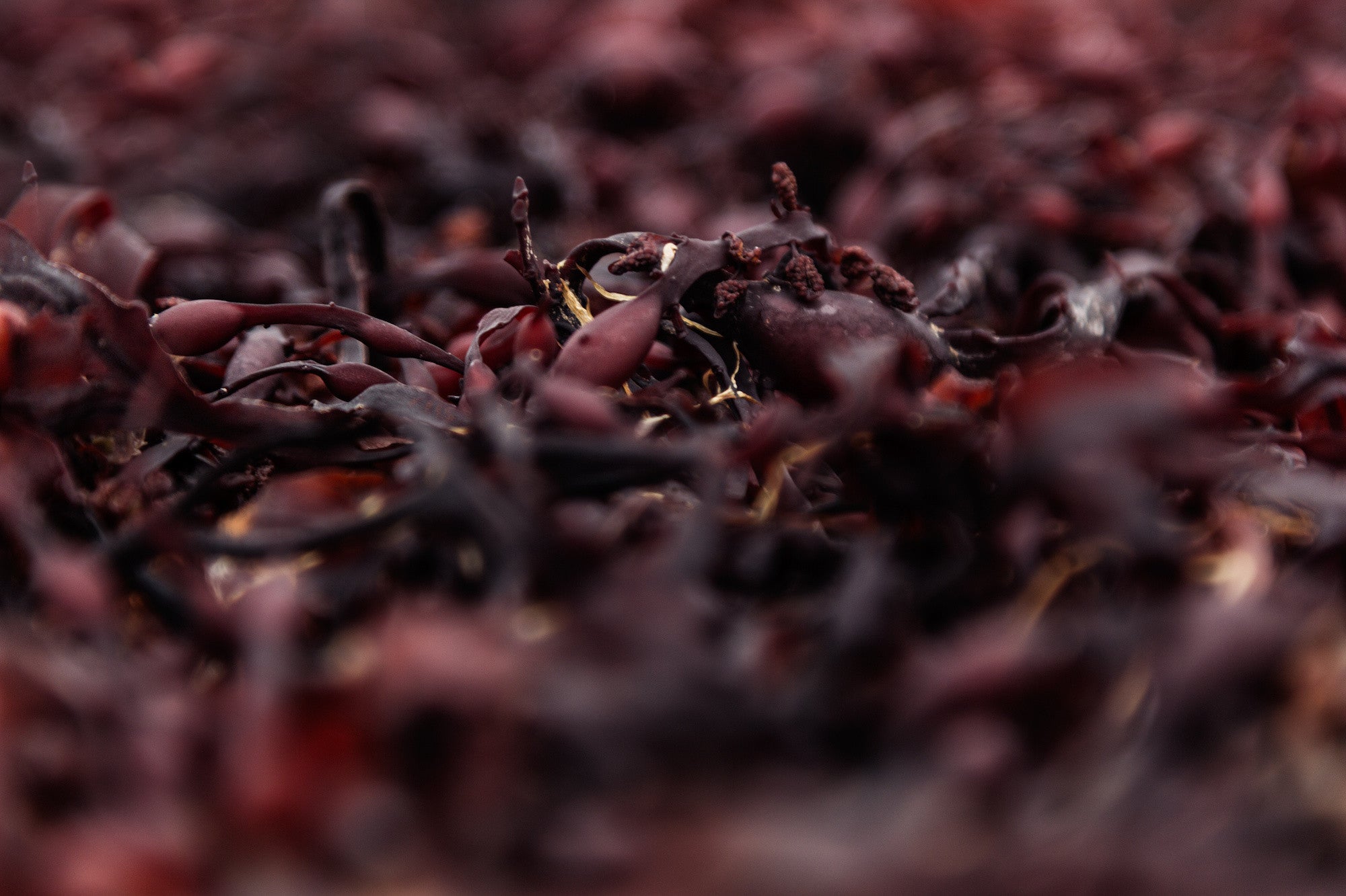 red seaweed carrageenan